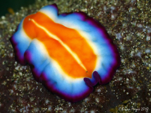 Colourful flatworm (Pseudoceros susanae) from Rinca. by Brian Mayes 